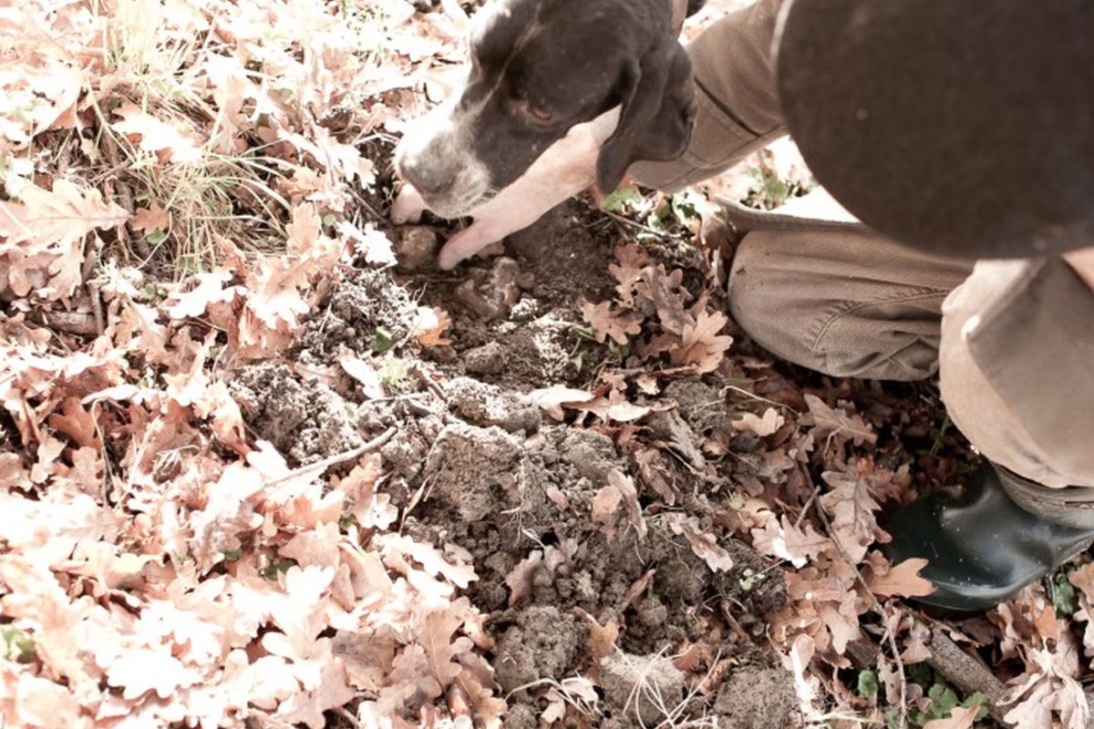 Truffle Hunting